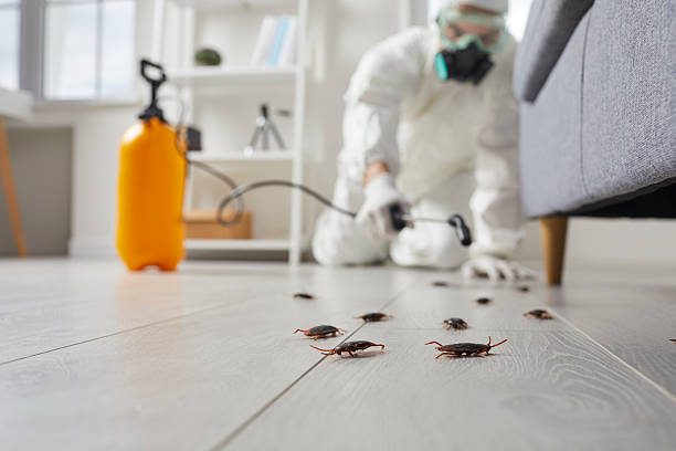 Post-Treatment Bed Bug Interceptor Monitoring in Travis Ranch